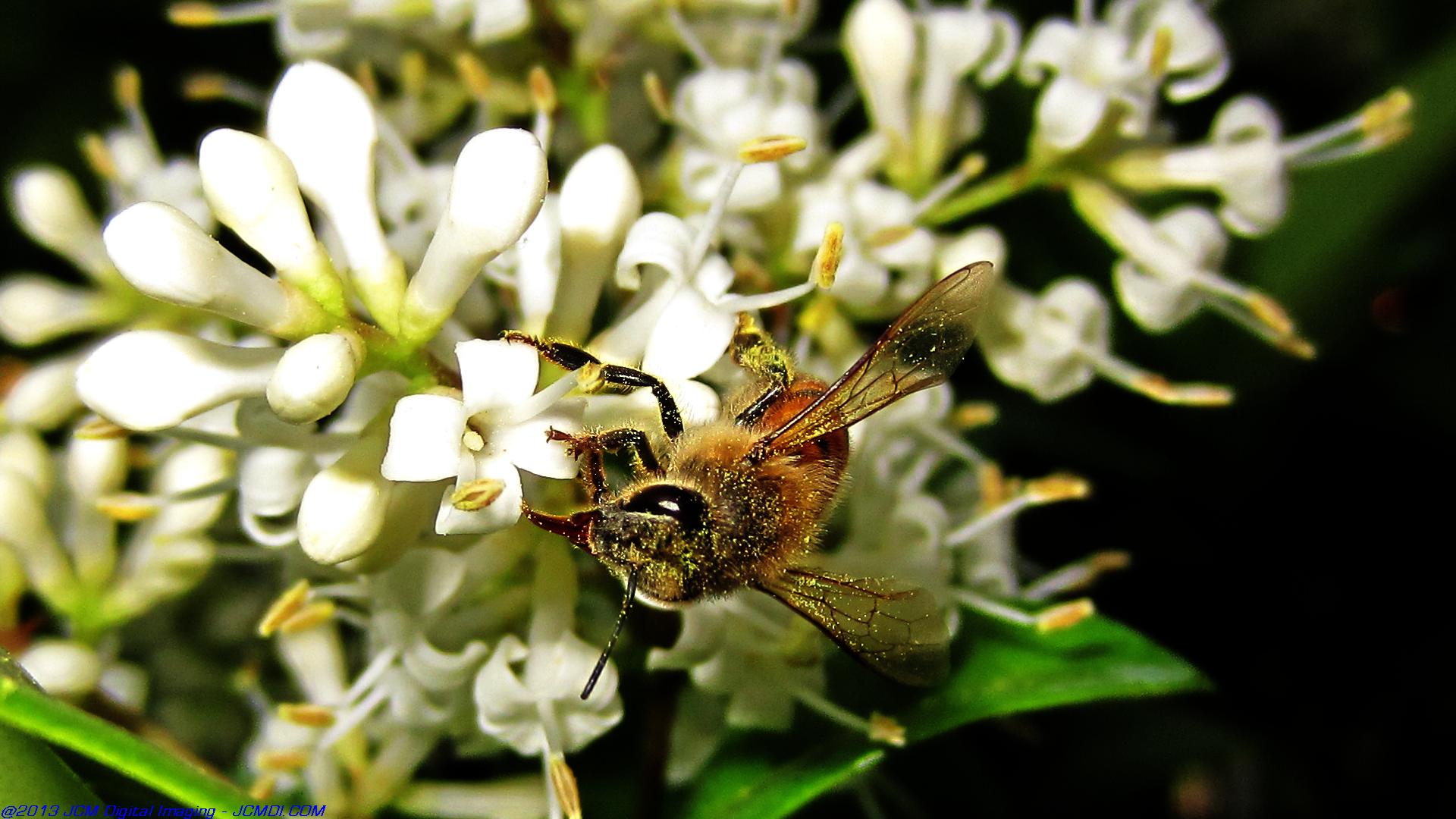 Honeybees on white flowers 
